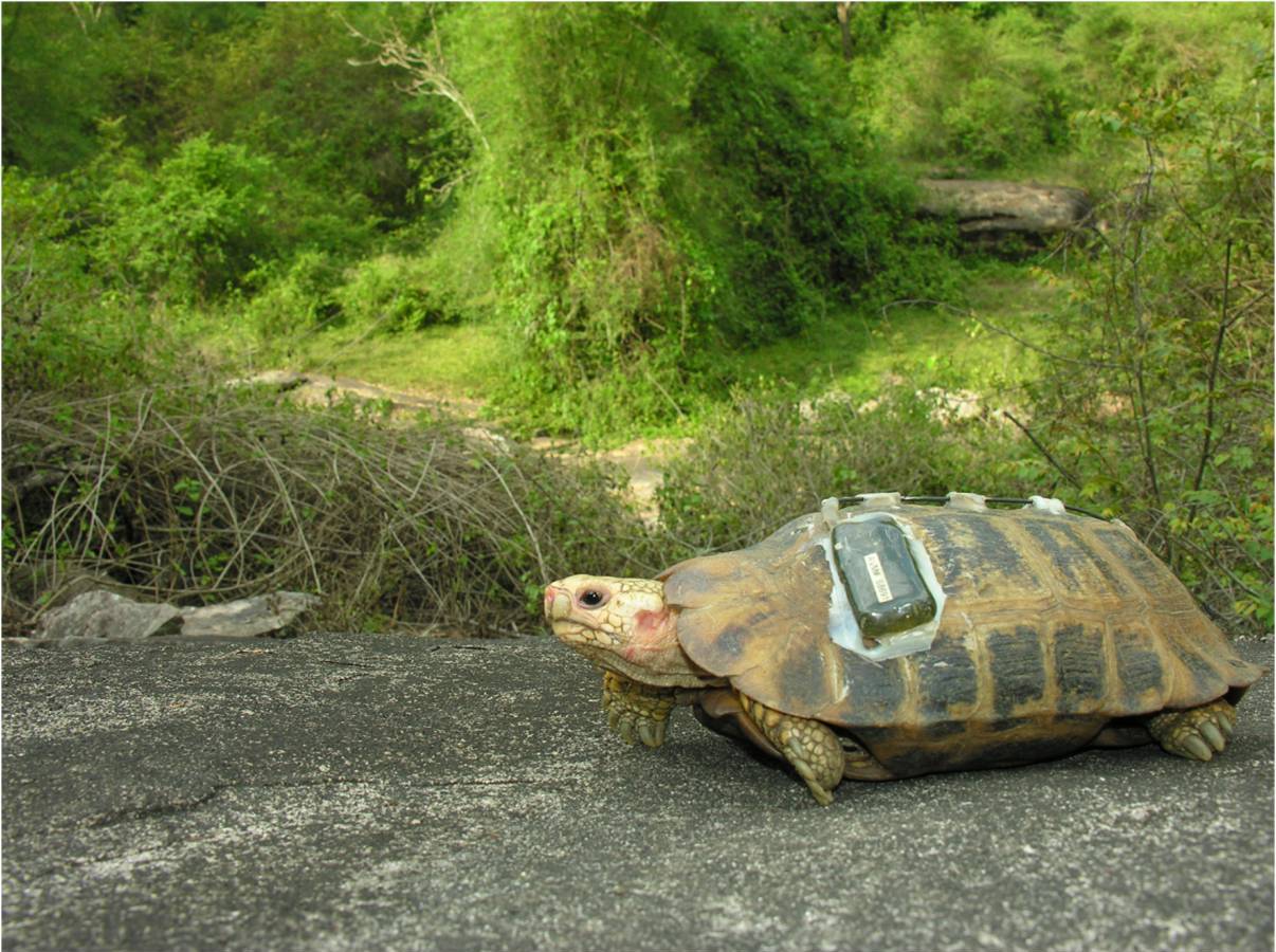 Turtle