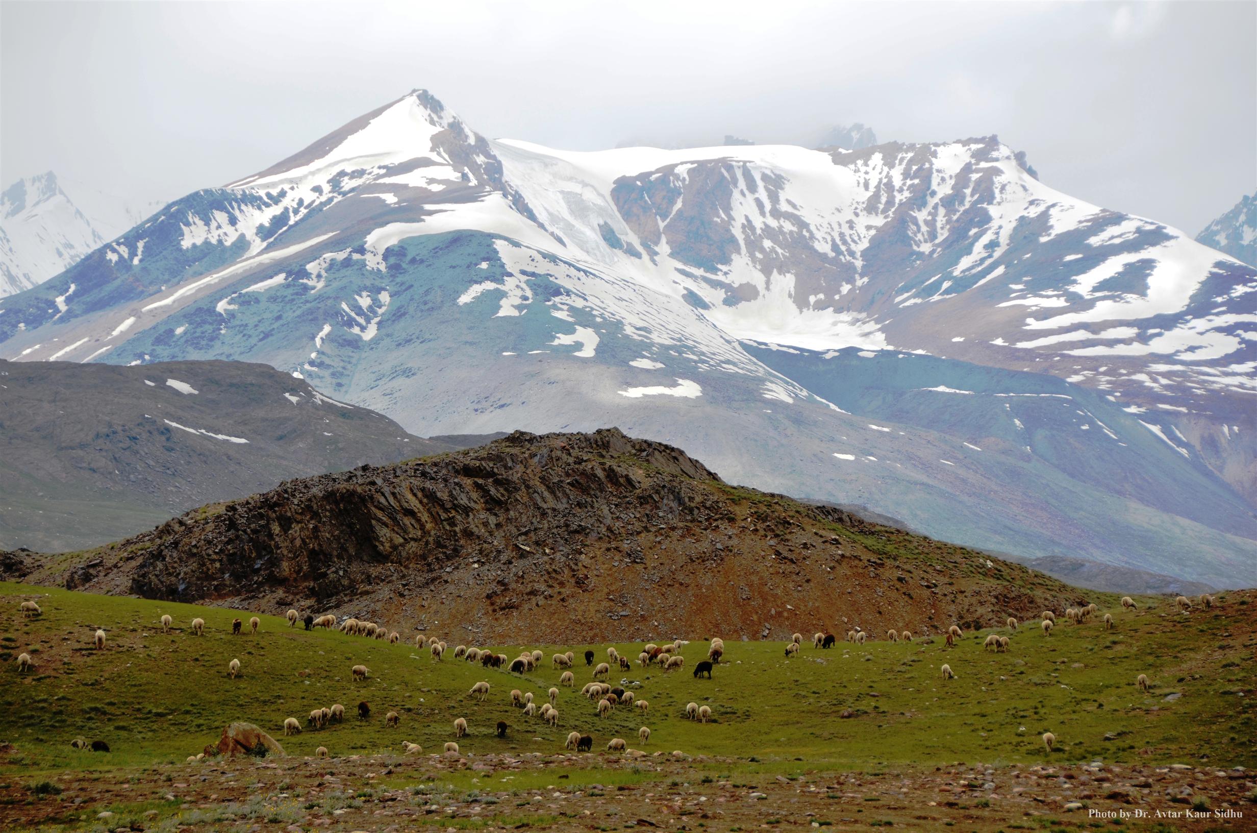 Grassland of trans Himalayas, Spiti - ZSI