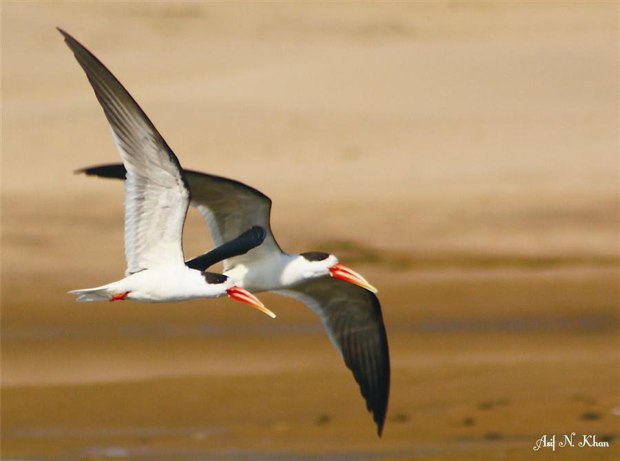 Indian Skimmer Rynchops albicollis - BNHS