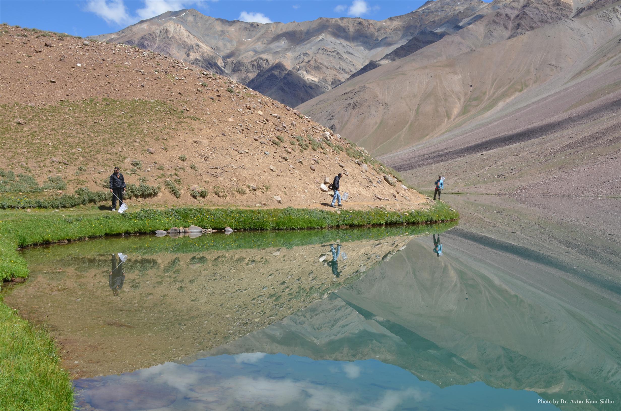 Peripheral marshes along Chandertal, Spiti - ZSI