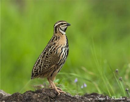 Rain Quail - BNHS