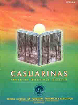 casuarina